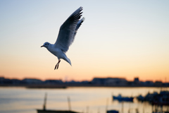 夕暮れ空にふわり