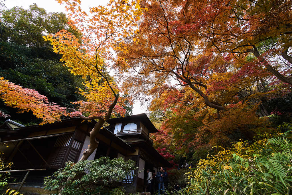 聴秋閣にて紅葉を楽しむ