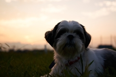 時には犬と