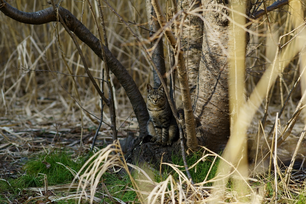 木の幹でにっこり＾＾