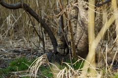 木の幹でにっこり＾＾