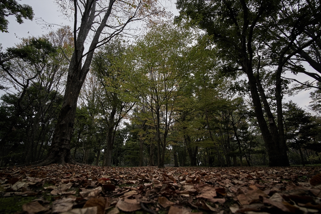 北の丸公園にて