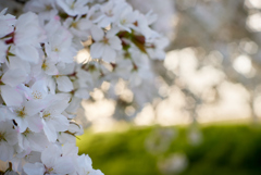 今年の桜