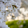 今年の桜