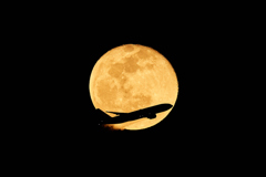 月影の鳥