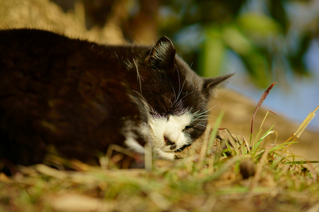 ちどり公園の猫 3 日なたと猫