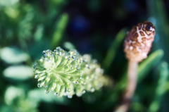 drop