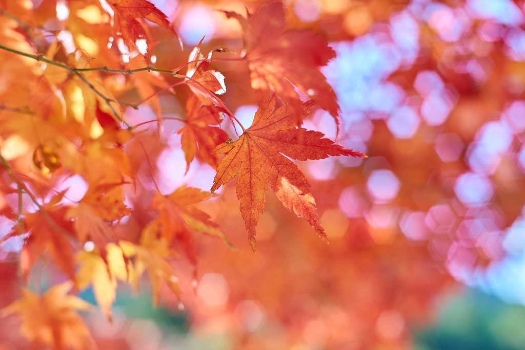 紅葉狩り