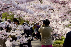 写真家の背中 桜