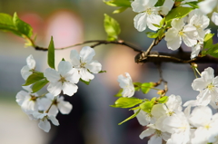 白と緑　駿河桜の実生