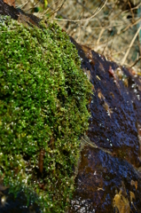 苔と水