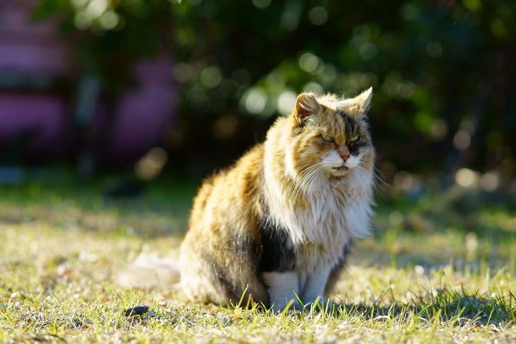 ちどり公園の猫 4
