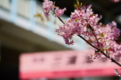 三浦海岸駅前 河津桜