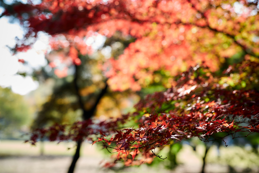 紅葉と玉ボケ