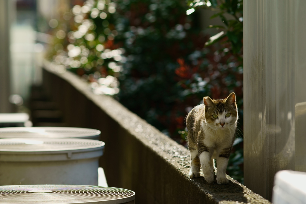 猫の道