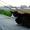 夕暮れのひととき
