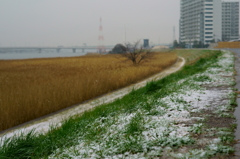 雪の多摩川 大師橋付近