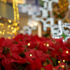 ポインセチア イルミネーション