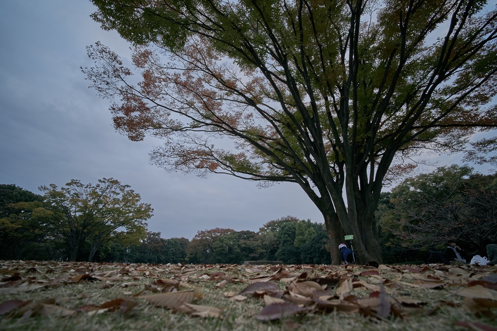 池の畔　北の丸公園