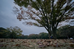 池の畔　北の丸公園