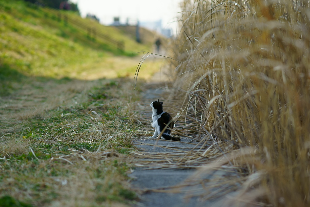 猫としての必然の行動