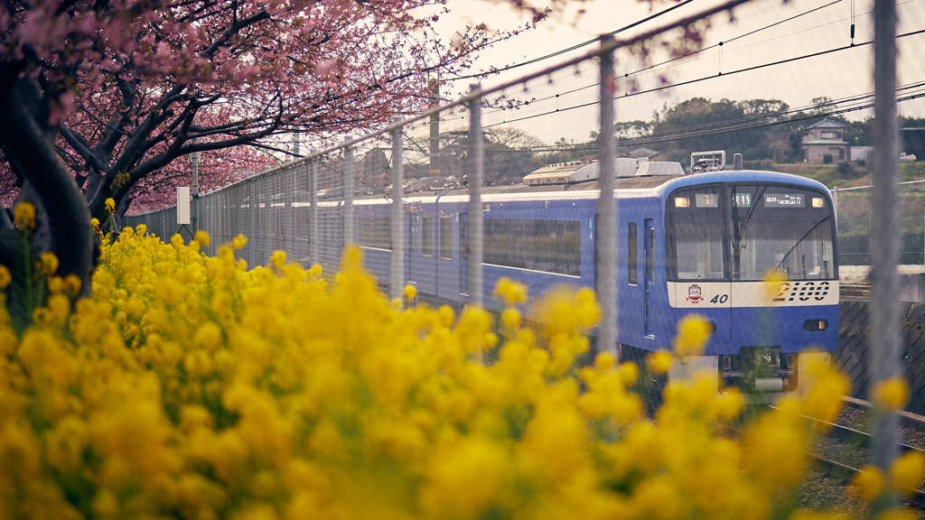 菜の花と桜、そして京急ブルースカイトレイン