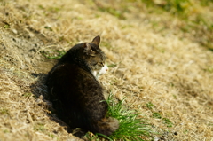 耳を傾けつつの日向ぼっこ