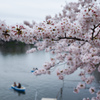 千鳥ヶ淵 桜