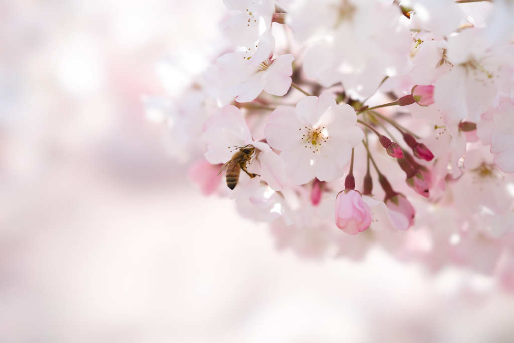 蜜あつめ