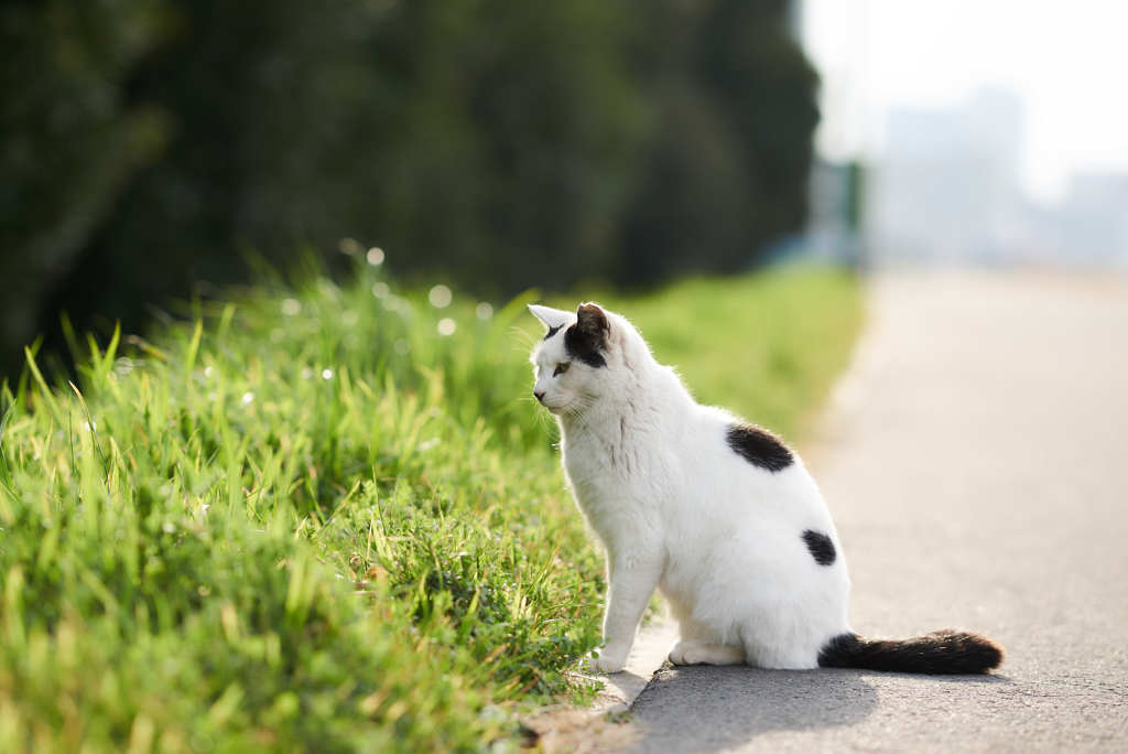 ある晴れた日に