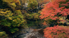 氷川小橋からの景色