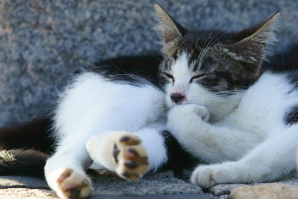 考える子猫