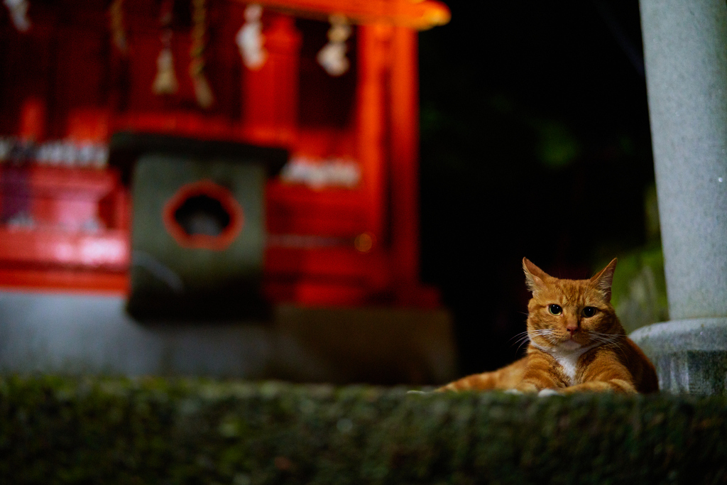 守り猫