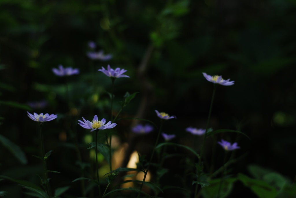 浮く花