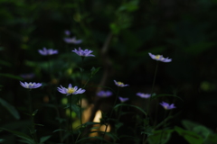 浮く花