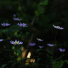 浮く花
