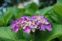 紫陽花