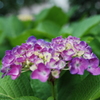 紫陽花