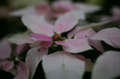 ２０１４咲くやこの花館その２