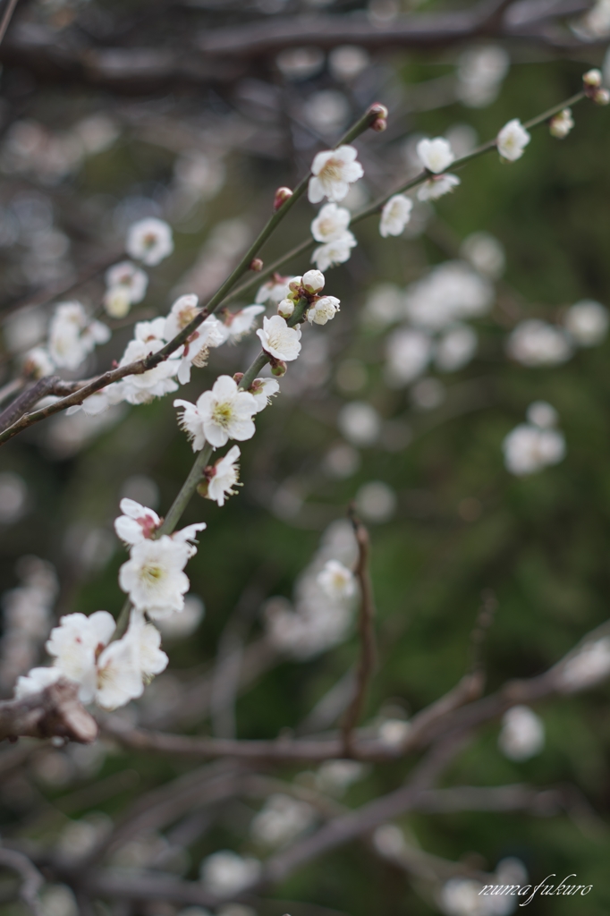 近所の公園で