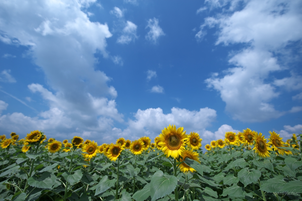 夏空