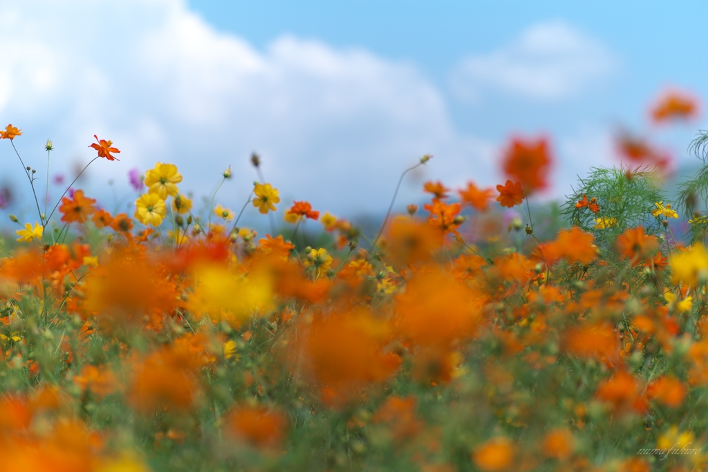 夏の草原に