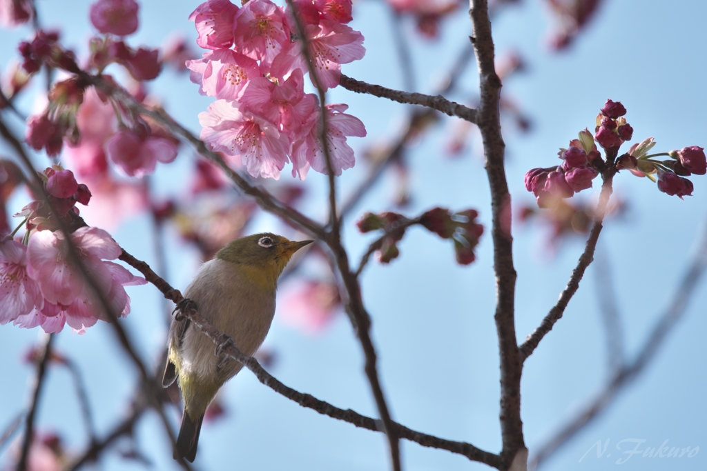 花渡り