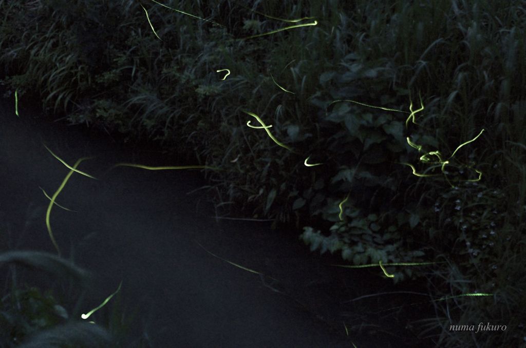 glow of a firefly