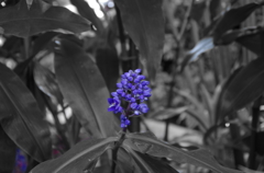 紫の花。