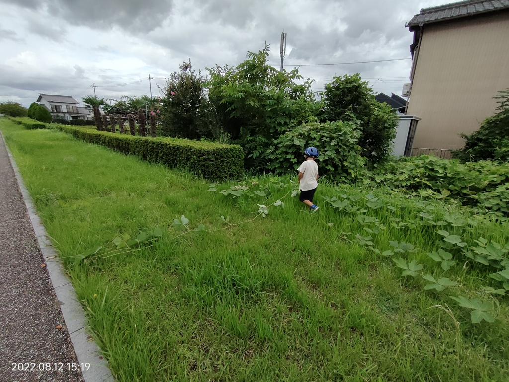 台風の湿気もなんのその。虫探しはやめられない。