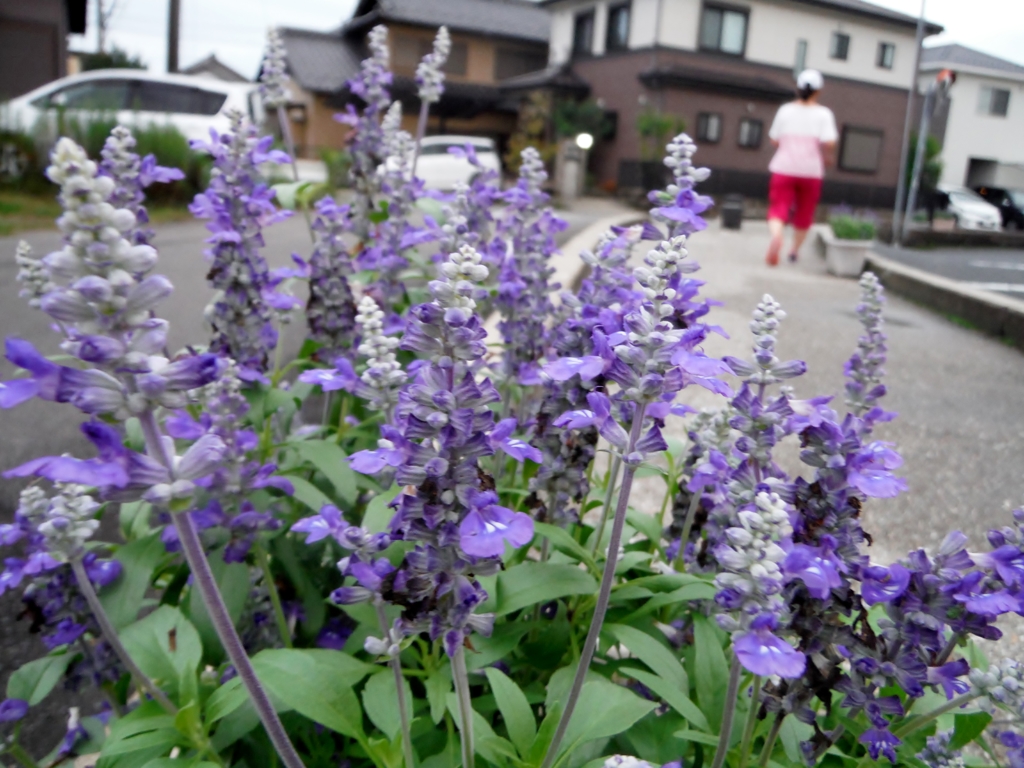 花と歩く妻