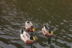 おお！食べていいのだろうか・・・。