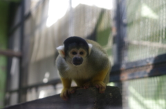 ウッキッキー！