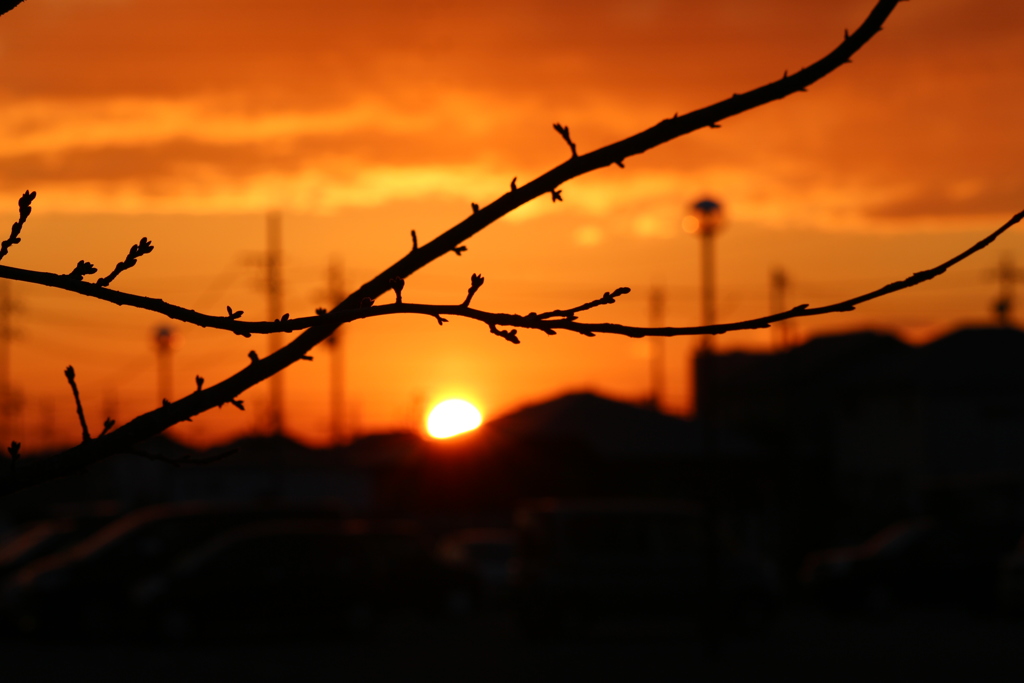 元旦の朝日光臨